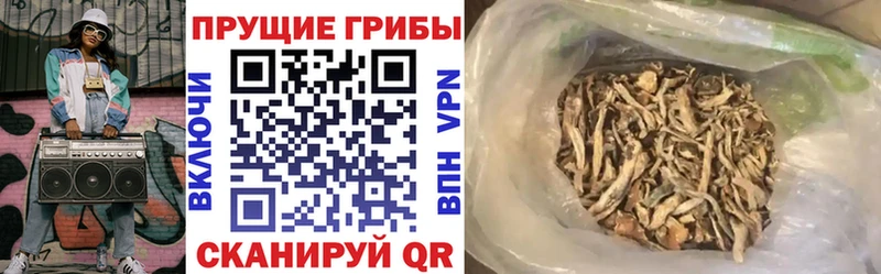 Галлюциногенные грибы Psilocybe Славгород